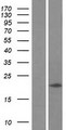 MAP1LC3C / LC3C Protein - Western validation with an anti-DDK antibody * L: Control HEK293 lysate R: Over-expression lysate