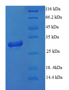 MAP1S Protein