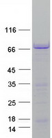 MAP2 Protein - Purified recombinant protein MAP2 was analyzed by SDS-PAGE gel and Coomassie Blue Staining