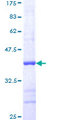 MAP2K1 / MKK1 / MEK1 Protein - 12.5% SDS-PAGE Stained with Coomassie Blue.