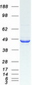 MAP2K1 / MKK1 / MEK1 Protein - Purified recombinant protein MAP2K1 was analyzed by SDS-PAGE gel and Coomassie Blue Staining