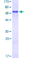 MAP2K2 / MKK2 / MEK2 Protein - 12.5% SDS-PAGE of human MAP2K2 stained with Coomassie Blue