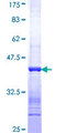 MAP2K2 / MKK2 / MEK2 Protein - 12.5% SDS-PAGE Stained with Coomassie Blue.