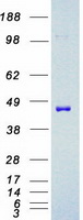 MAP2K2 / MKK2 / MEK2 Protein - Purified recombinant protein MAP2K2 was analyzed by SDS-PAGE gel and Coomassie Blue Staining