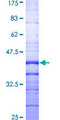 MAP2K3 / MEK3 / MKK3 Protein - 12.5% SDS-PAGE Stained with Coomassie Blue