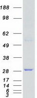 MAP2K3 / MEK3 / MKK3 Protein - Purified recombinant protein MAP2K3 was analyzed by SDS-PAGE gel and Coomassie Blue Staining