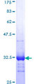 MAP2K4 / MKK4 Protein - 12.5% SDS-PAGE Stained with Coomassie Blue.