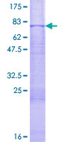 MAP2K7 / MEK7 Protein - 12.5% SDS-PAGE of human MAP2K7 stained with Coomassie Blue