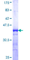 MAP2K7 / MEK7 Protein - 12.5% SDS-PAGE Stained with Coomassie Blue.
