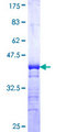 MAP2K7 / MEK7 Protein - 12.5% SDS-PAGE Stained with Coomassie Blue.