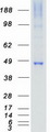 MAP2K7 / MEK7 Protein - Purified recombinant protein MAP2K7 was analyzed by SDS-PAGE gel and Coomassie Blue Staining