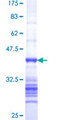 MAP3K10 / MLK2 Protein - 12.5% SDS-PAGE Stained with Coomassie Blue.
