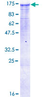 MAP3K13 / LZK Protein - 12.5% SDS-PAGE of human MAP3K13 stained with Coomassie Blue
