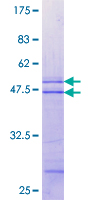 MAP3K13 / LZK Protein - 12.5% SDS-PAGE Stained with Coomassie Blue.