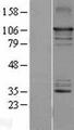 MAP3K14 Protein - Western validation with an anti-DDK antibody * L: Control HEK293 lysate R: Over-expression lysate