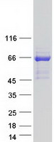 MAP3K19 / YSK4 Protein - Purified recombinant protein MAP3K19 was analyzed by SDS-PAGE gel and Coomassie Blue Staining