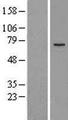 MAP3K2 / MEKK2 Protein - Western validation with an anti-DDK antibody * L: Control HEK293 lysate R: Over-expression lysate