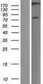 MAP3K4 / MEKK4 Protein - Western validation with an anti-DDK antibody * L: Control HEK293 lysate R: Over-expression lysate