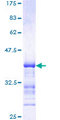 MAP3K4 / MEKK4 Protein - 12.5% SDS-PAGE Stained with Coomassie Blue.