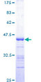 MAP3K5 / ASK1 Protein - 12.5% SDS-PAGE Stained with Coomassie Blue.
