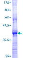 MAP3K6 / MEKK6 Protein - 12.5% SDS-PAGE Stained with Coomassie Blue.