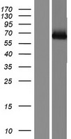 MAP3K7 / TAK1 Protein - Western validation with an anti-DDK antibody * L: Control HEK293 lysate R: Over-expression lysate