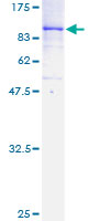 MAP3K7 / TAK1 Protein - 12.5% SDS-PAGE of human MAP3K7 stained with Coomassie Blue