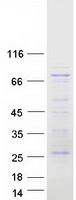 MAP3K7 / TAK1 Protein - Purified recombinant protein MAP3K7 was analyzed by SDS-PAGE gel and Coomassie Blue Staining