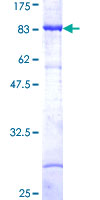 MAP3K8 / TPL2 Protein - 12.5% SDS-PAGE of human MAP3K8 stained with Coomassie Blue