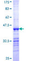 MAP3K9 / MLK1 Protein - 12.5% SDS-PAGE Stained with Coomassie Blue.
