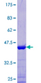 MAP4 Protein - 12.5% SDS-PAGE of human MAP4 stained with Coomassie Blue