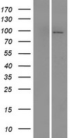 MAP4K1 / HPK1 Protein - Western validation with an anti-DDK antibody * L: Control HEK293 lysate R: Over-expression lysate