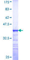MAP4K1 / HPK1 Protein - 12.5% SDS-PAGE Stained with Coomassie Blue.