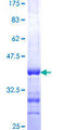MAP4K4 Protein - 12.5% SDS-PAGE Stained with Coomassie Blue.