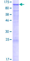 MAP4K5 Protein - 12.5% SDS-PAGE of human MAP4K5 stained with Coomassie Blue