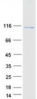 MAP7D2 Protein - Purified recombinant protein MAP7D2 was analyzed by SDS-PAGE gel and Coomassie Blue Staining