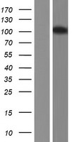 MAP7D3 Protein - Western validation with an anti-DDK antibody * L: Control HEK293 lysate R: Over-expression lysate