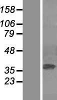 MAPK1 / ERK2 Protein - Western validation with an anti-DDK antibody * L: Control HEK293 lysate R: Over-expression lysate
