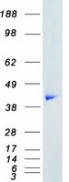 MAPK1 / ERK2 Protein - Purified recombinant protein MAPK1 was analyzed by SDS-PAGE gel and Coomassie Blue Staining