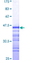 MAPK10 / JNK3 Protein - 12.5% SDS-PAGE Stained with Coomassie Blue.