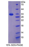 MAPK10 / JNK3 Protein - Recombinant Mitogen Activated Protein Kinase 10 By SDS-PAGE