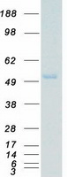 MAPK10 / JNK3 Protein - Purified recombinant protein MAPK10 was analyzed by SDS-PAGE gel and Coomassie Blue Staining