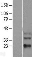 MAPK11 / SAPK2 / p38 Beta Protein - Western validation with an anti-DDK antibody * L: Control HEK293 lysate R: Over-expression lysate