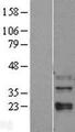 MAPK11 / SAPK2 / p38 Beta Protein - Western validation with an anti-DDK antibody * L: Control HEK293 lysate R: Over-expression lysate