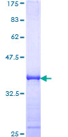 MAPK11 / SAPK2 / p38 Beta Protein - 12.5% SDS-PAGE Stained with Coomassie Blue.