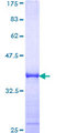 MAPK11 / SAPK2 / p38 Beta Protein - 12.5% SDS-PAGE Stained with Coomassie Blue.