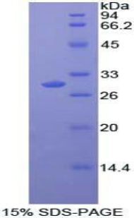 MAPK11 / SAPK2 / p38 Beta Protein - Recombinant Mitogen Activated Protein Kinase 11 By SDS-PAGE
