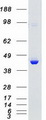 MAPK11 / SAPK2 / p38 Beta Protein - Purified recombinant protein MAPK11 was analyzed by SDS-PAGE gel and Coomassie Blue Staining