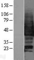 MAPK12 / ERK6 / SAPK3 Protein - Western validation with an anti-DDK antibody * L: Control HEK293 lysate R: Over-expression lysate