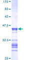 MAPK12 / ERK6 / SAPK3 Protein - 12.5% SDS-PAGE Stained with Coomassie Blue.